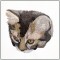 BFC1460 Four Kitten Portraits