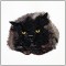 BFC1460 Four Kitten Portraits