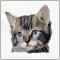 BFC1460 Four Kitten Portraits