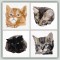 BFC1460 Four Kitten Portraits