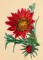 BFC1471 Gazania