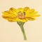 BFC1471 Gazania