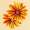 BFC1471 Gazania