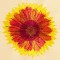 BFC1471 Gazania