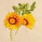 BFC1471 Gazania