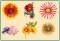 BFC1471 Gazania