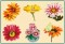BFC1471 Gazania