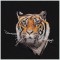 BFC1472 Four Tiger Portraits