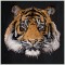 BFC1472 Four Tiger Portraits