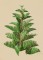 BFC1521 Large Christmas Tree 2015