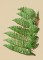 BFC1521 Large Christmas Tree 2015