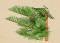 BFC1521 Large Christmas Tree 2015