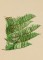 BFC1521 Large Christmas Tree 2015