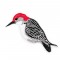 BFC1523 FSL Winter Birds