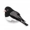 BFC1523 FSL Winter Birds