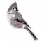 BFC1523 FSL Winter Birds