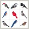 BFC1523 FSL Winter Birds