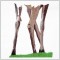 BFC1539 Large Doe with a Fawn