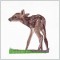 BFC1539 Large Doe with a Fawn