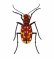 RMG154 Insect 154