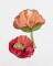 BFC1549 Poppies Times Two