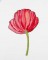 BFC1549 Poppies Times Two