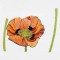 BFC1549 Poppies Times Two