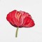 BFC1549 Poppies Times Two