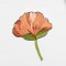 BFC1549 Poppies Times Two