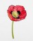 BFC1549 Poppies Times Two