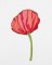 BFC1549 Poppies Times Two