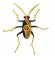 RMG155 Insect 155