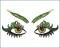 BFC1571 Exotic Eyes