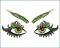 BFC1571 Exotic Eyes - 12
