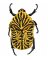 RMG158 Insect 158