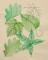 BFC1588 Backgrounds - Summer Leaves
