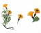 BFC1590 Art Nouveau Floral Motifs