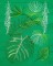 BFC1592 Backgrounds - Jungle Leaves
