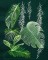 BFC1592 Backgrounds - Jungle Leaves