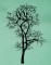 BFC1614 Flora - Bare Trees in Winter