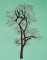 BFC1614 Flora - Bare Trees in Winter