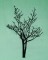 BFC1614 Flora - Bare Trees in Winter