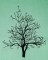 BFC1614 Flora - Bare Trees in Winter