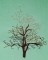 BFC1614 Flora - Bare Trees in Winter