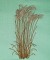 BFC1614 Flora - Bare Trees in Winter