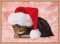 BFC1617 Large Christmas Kitten