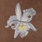 BFC1620 Ernst Haeckel's Orchids