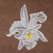 BFC1620 Ernst Haeckel's Orchids