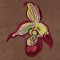 BFC1620 Ernst Haeckel's Orchids