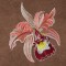 BFC1620 Ernst Haeckel's Orchids